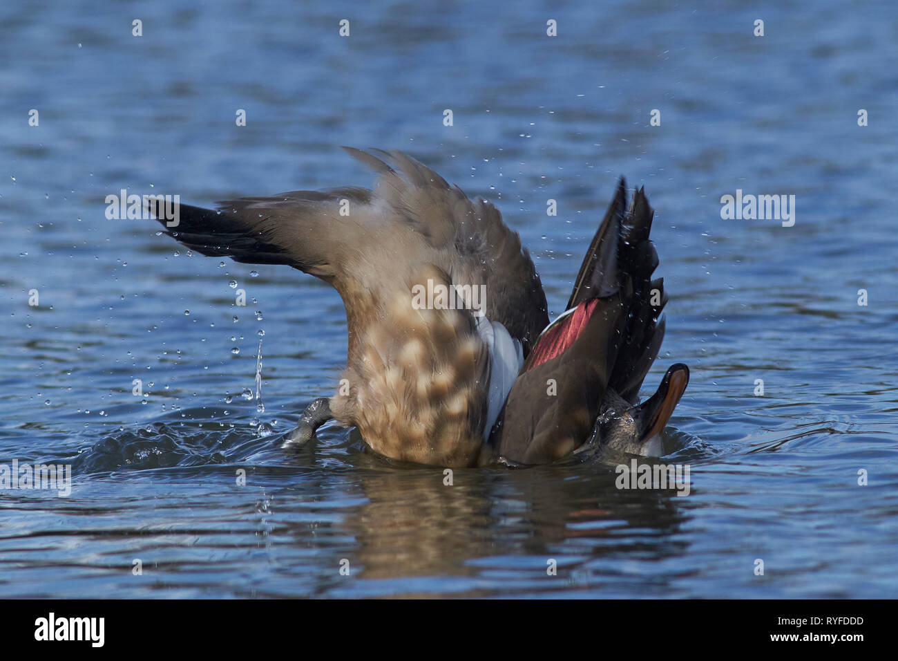 Patagonian Crested Duck (Lophonetta specularioides specularioides) Affichage d'un compagnon au début du printemps. Banque D'Images