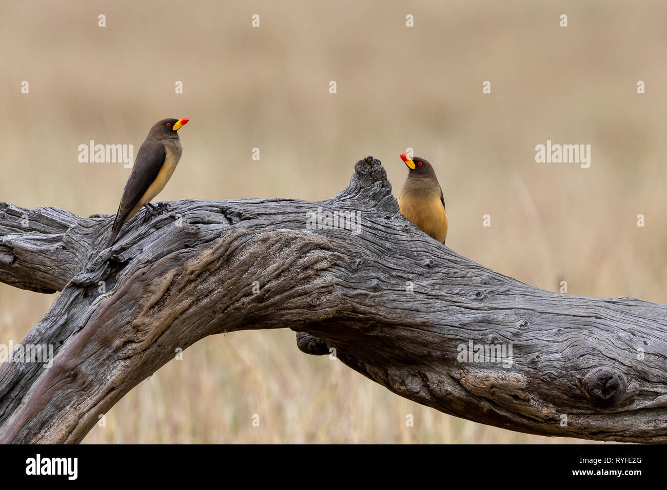Yellow-billed Oxpecker, Kenya, Africa Banque D'Images