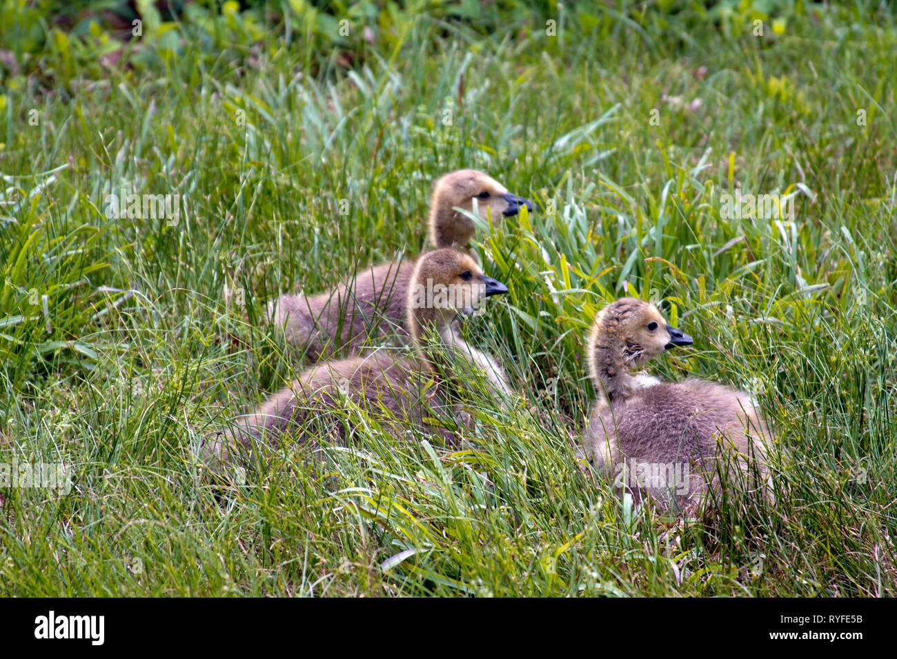 Trois Canards Sauvages Avec Bebe Gris Beige Et Blanc Et Noir Bas Trainent Dans Les Becs De L Herbe De Printemps Photo Stock Alamy Trois Canards Sauvages Avec Bebe Gris Beige Et Blanc Et Noir Bas Trainent Dans Les Becs De L Herbe De Printemps Photo Stock Alamy