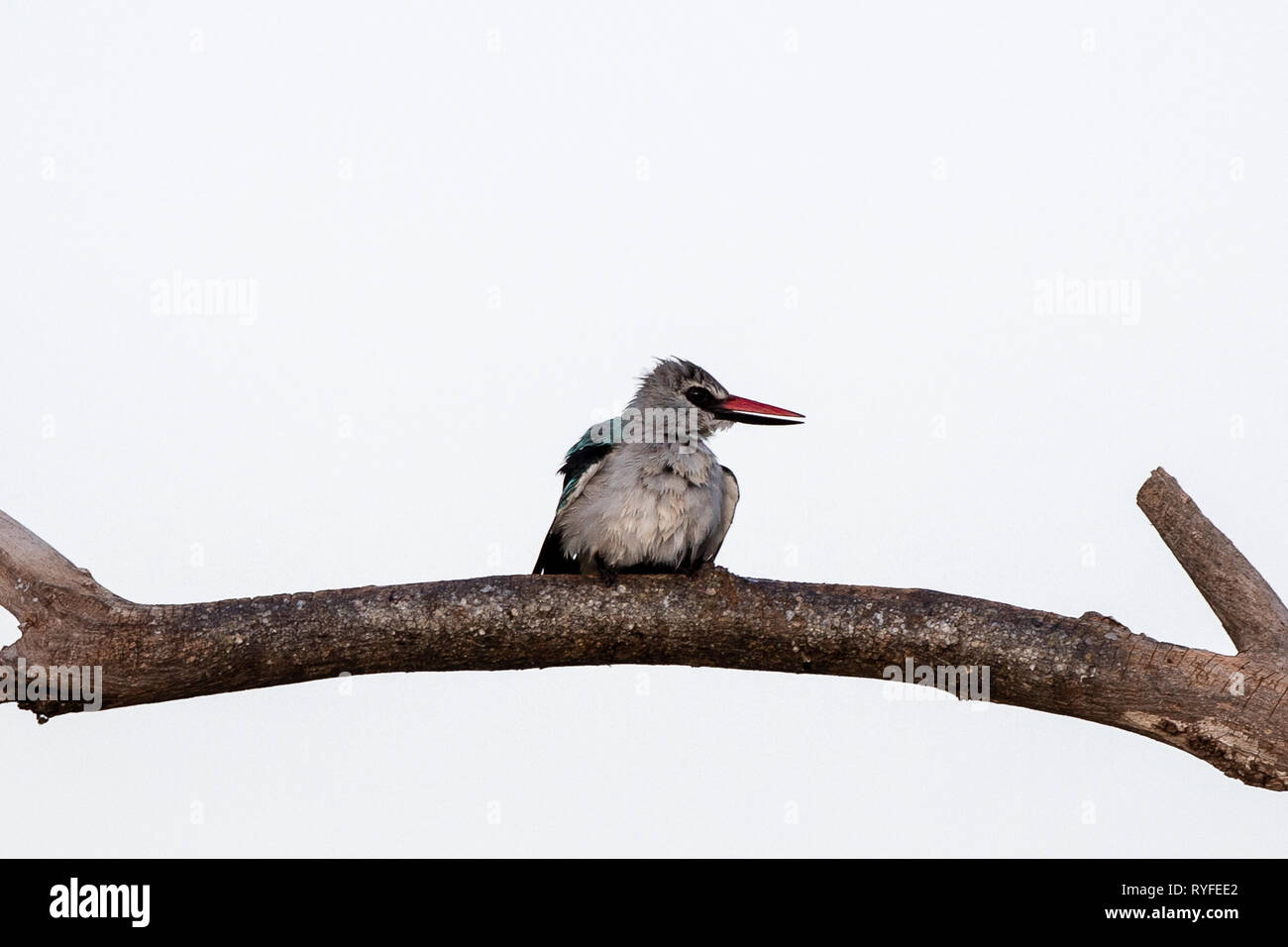 Woodland Kingfisher perché, le Kenya, l'Afrique Banque D'Images