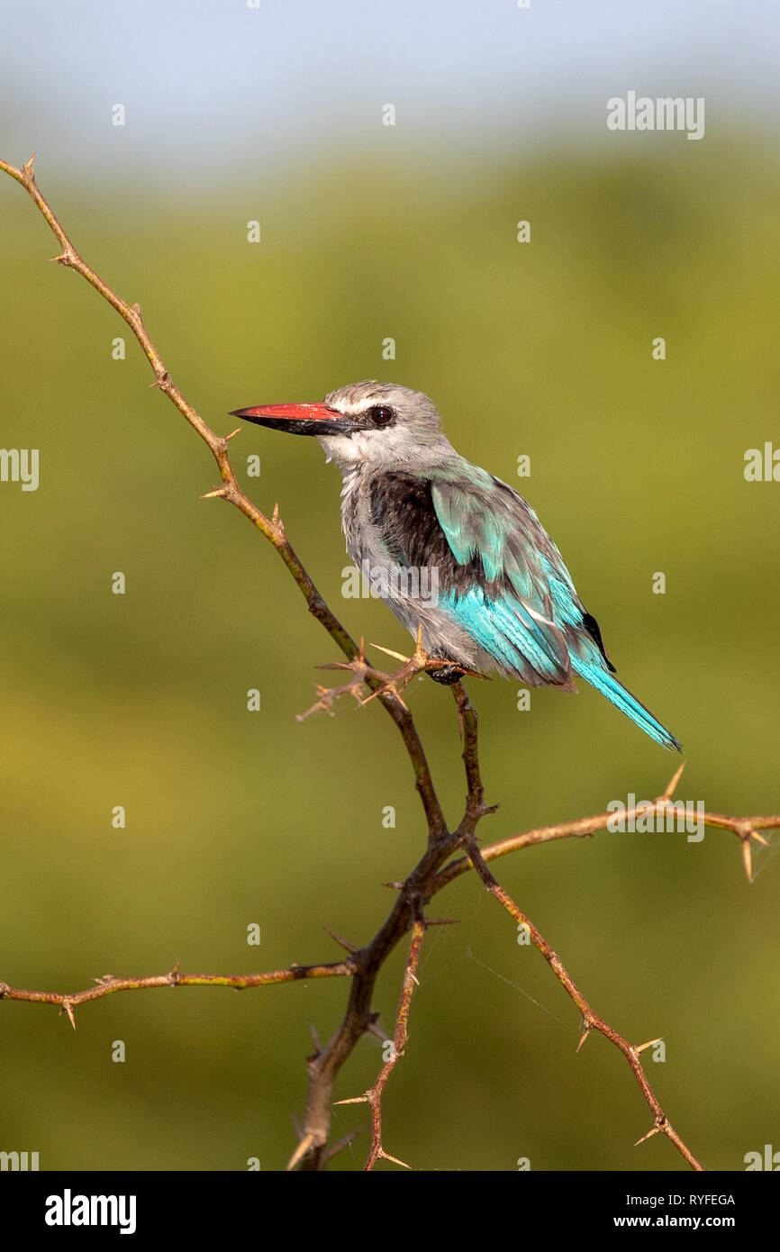 Woodland Kingfisher, Kenya, Africa Banque D'Images