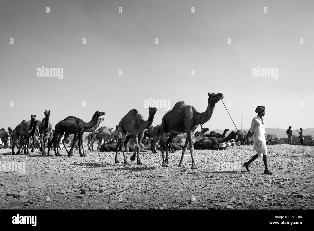 Foire de Pushkar Camel avec le paysage urbain de la ville Banque D'Images