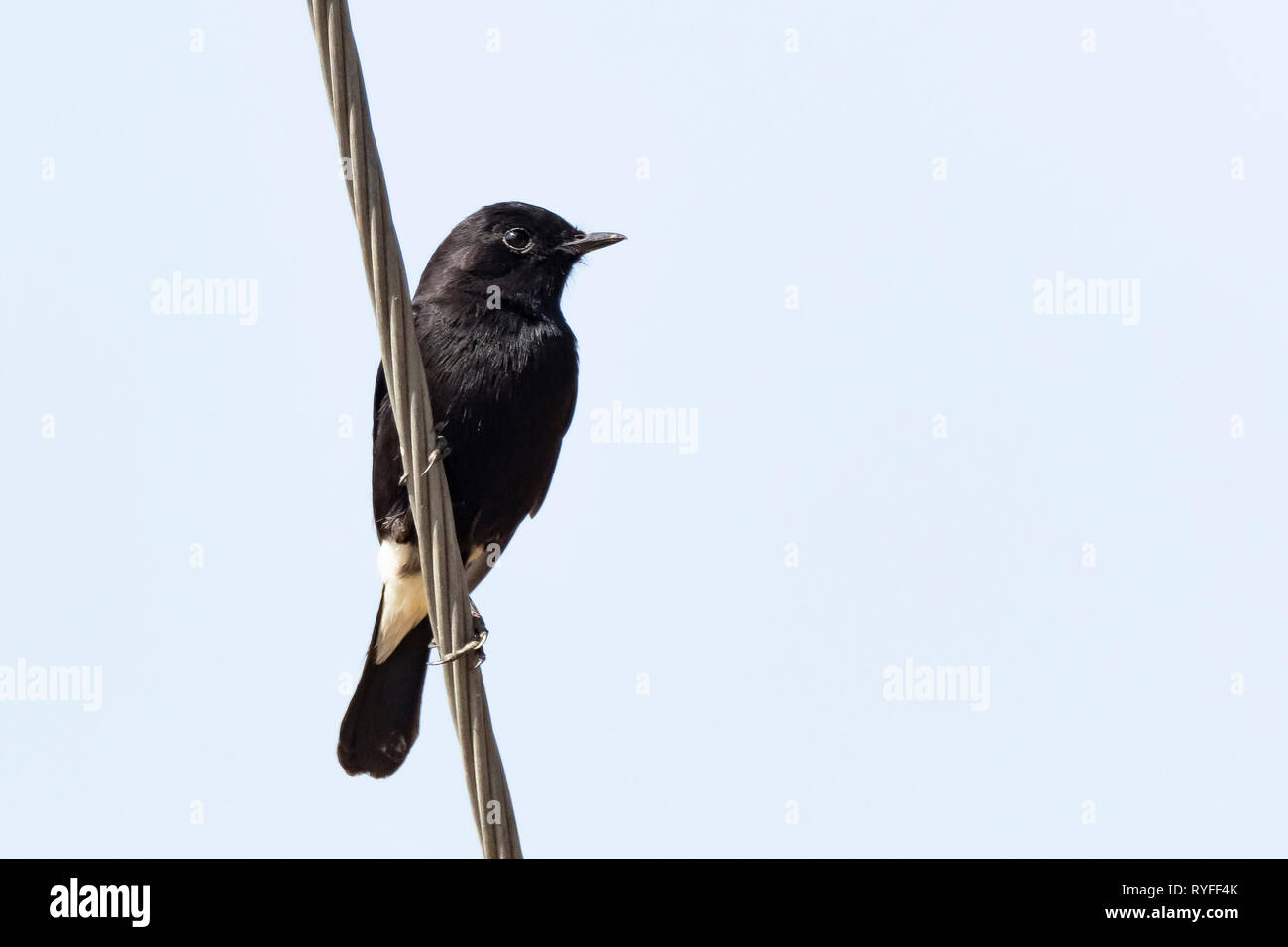 Pied de chat (Saxicola caprata Bush) race 'nilgiriensis» Banque D'Images
