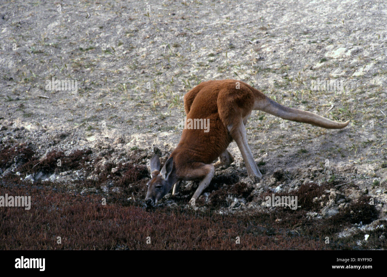 Une DES BOISSONS D'UN PRÈS DE KANGOUROUS WATERHOLE sec après une période de sécheresse, l'arrière-pays australien. Banque D'Images