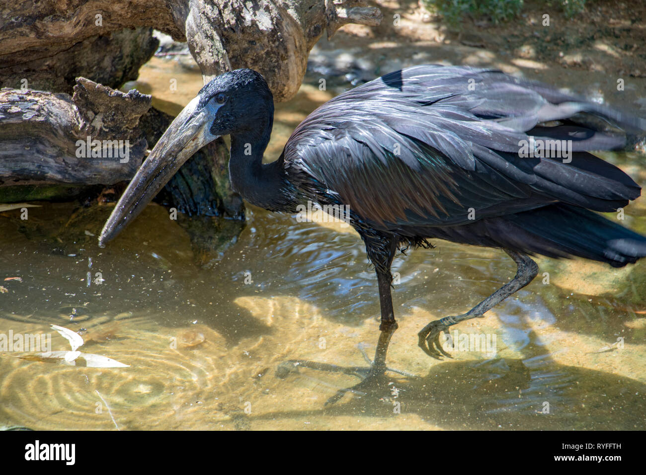 L'African openbill Anastomus lamelligerus) (marche dans l'eau. Banque D'Images
