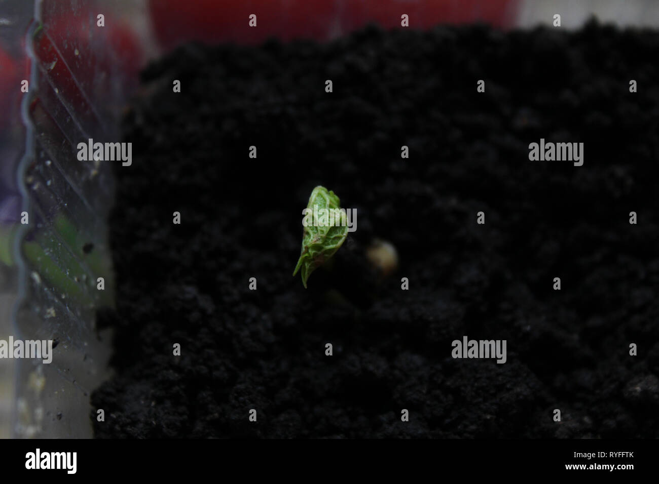 Germes de haricot Banque D'Images