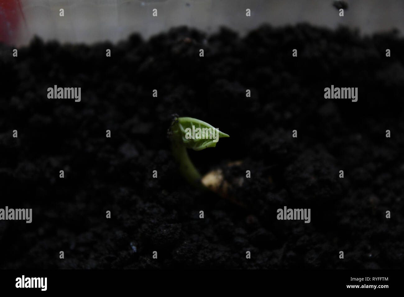 Germes de haricot Banque D'Images