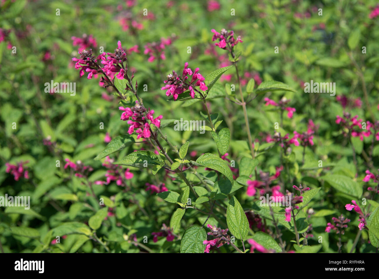 SALVIA JOAN Banque D'Images