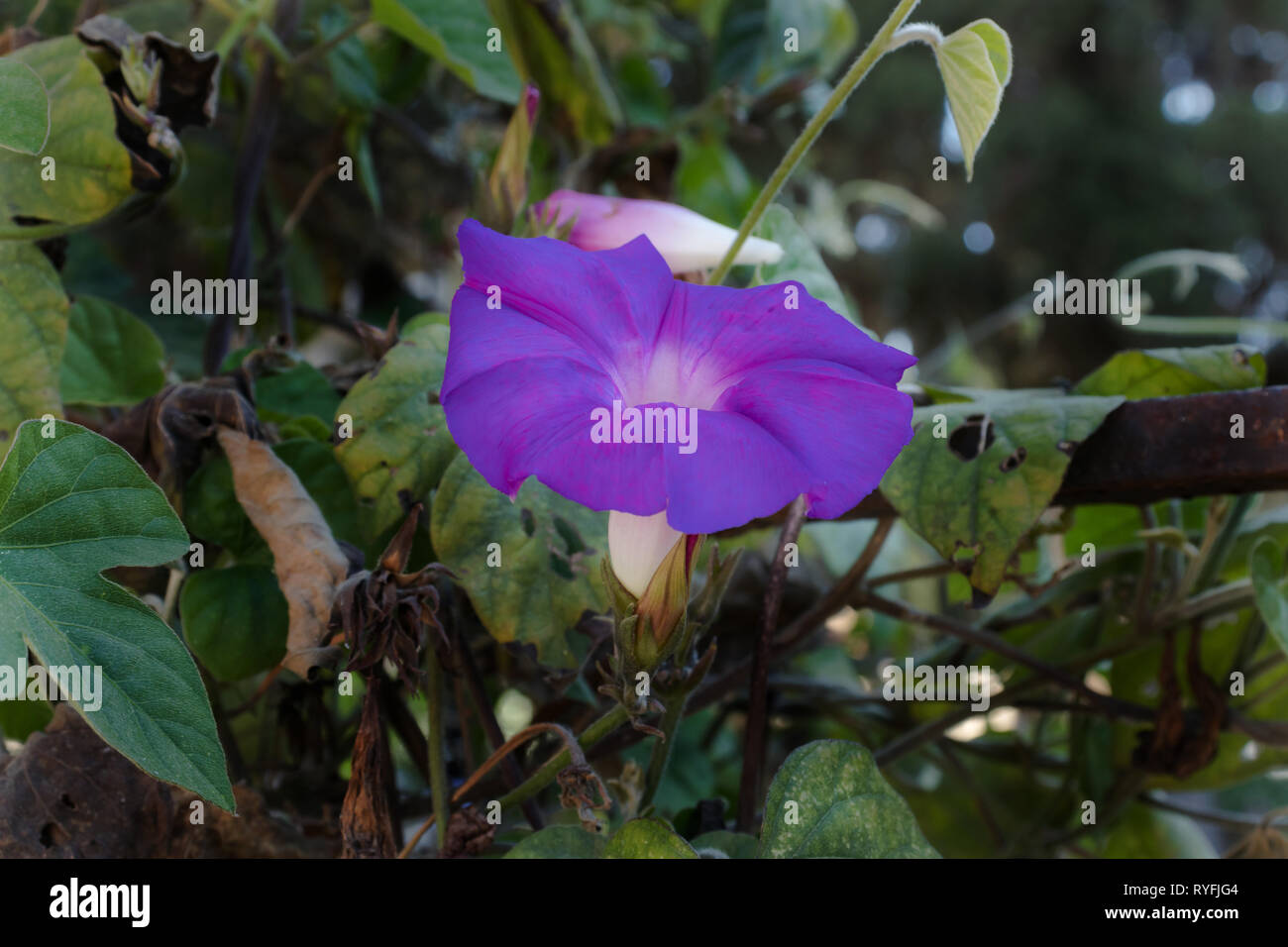 L'Ipomoea violacea, gloire du matin purple Banque D'Images