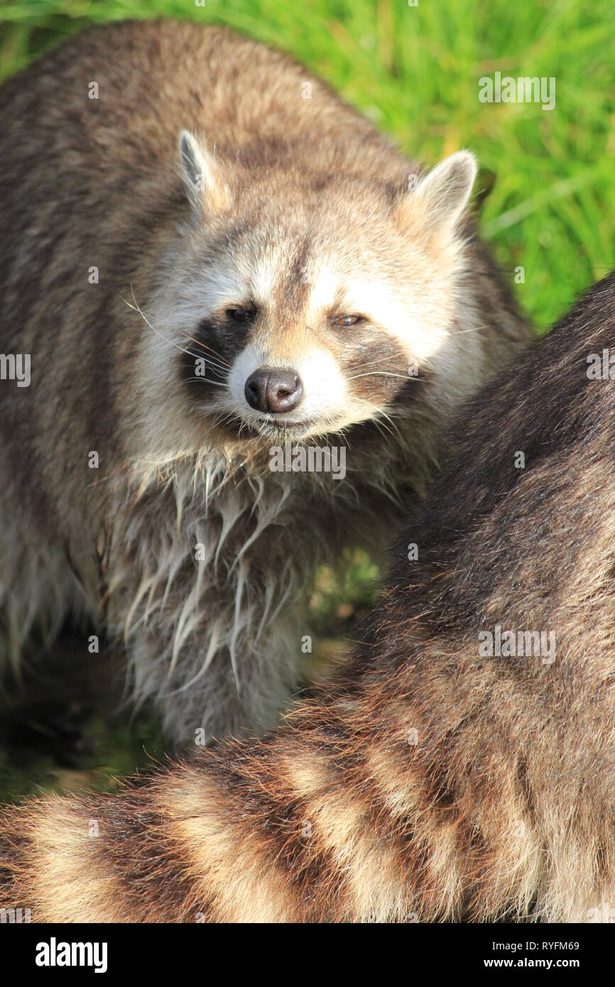 Le raton laveur dans Zoo de Blijdorp. Rotterdam Banque D'Images