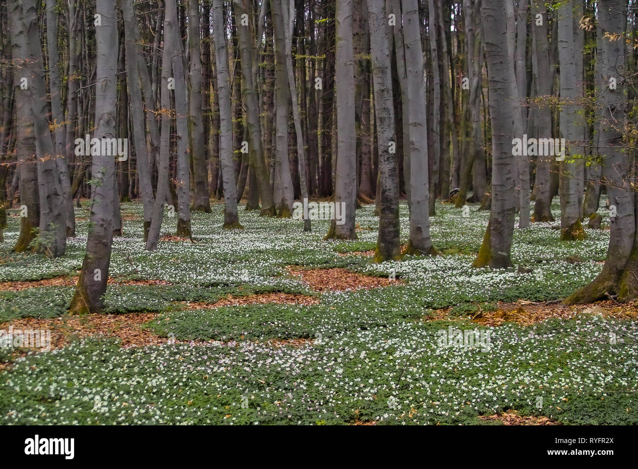 Spring Awakening : Forêt de charmes (Carpinus betulus) et le sol recouvert  de la floraison des anémones (Anemone nemorosa Photo Stock - Alamy