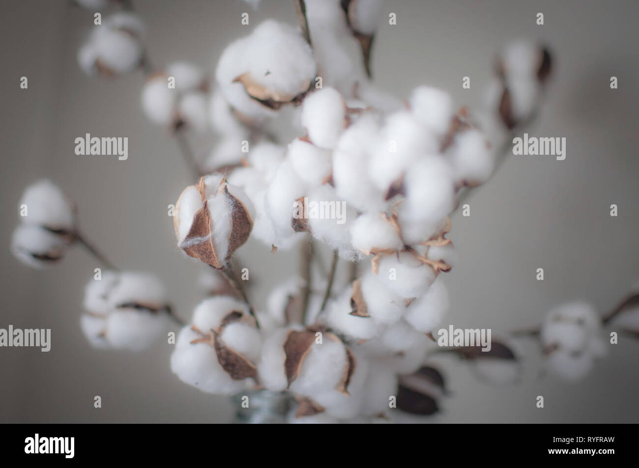 plante de coton Banque D'Images