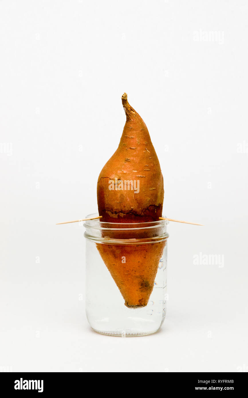 Culture hydroponique pomme de terre Banque de photographies et d’images à haute résolution Alamy