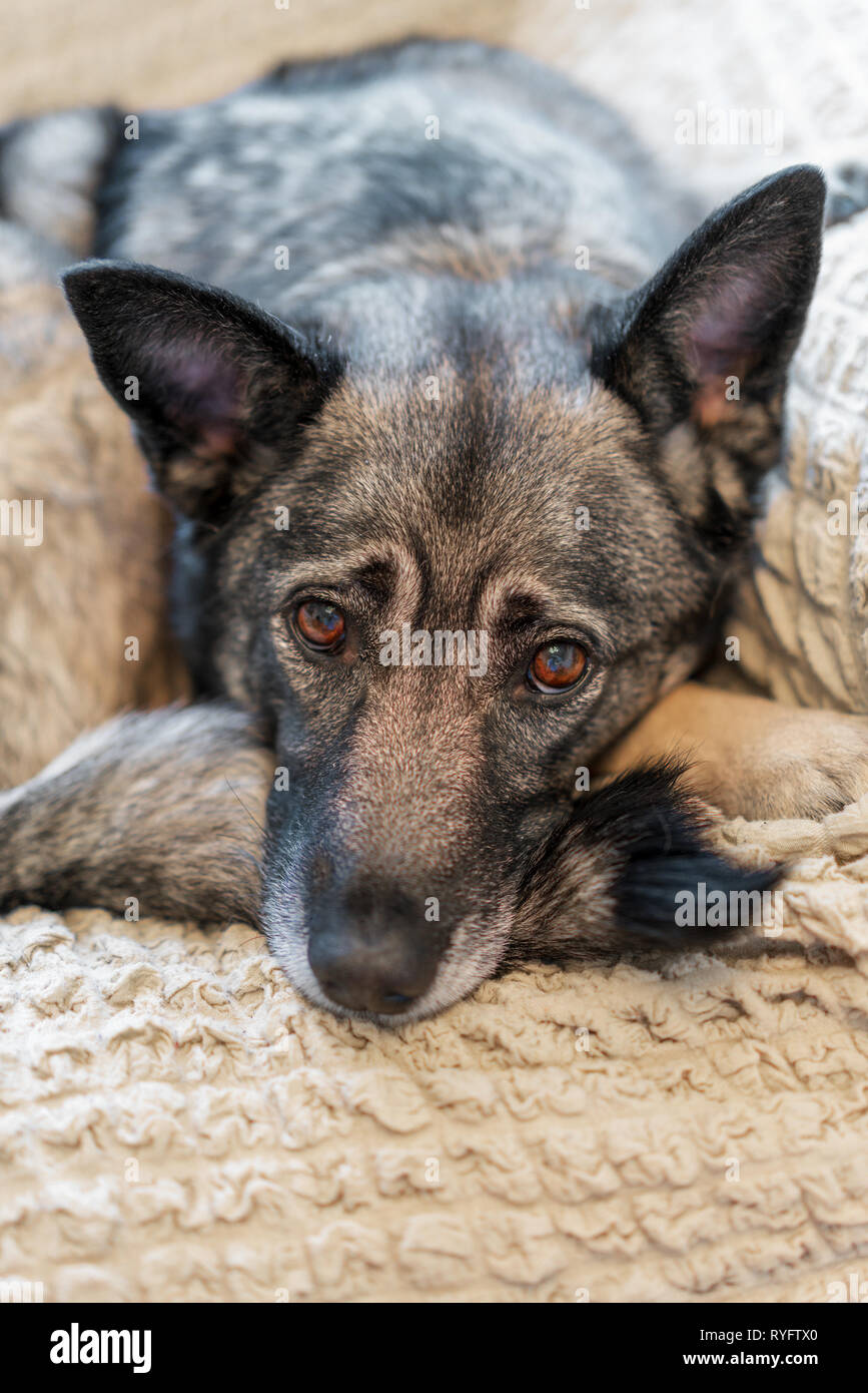 Smart dog en attente de son propriétaire Banque D'Images