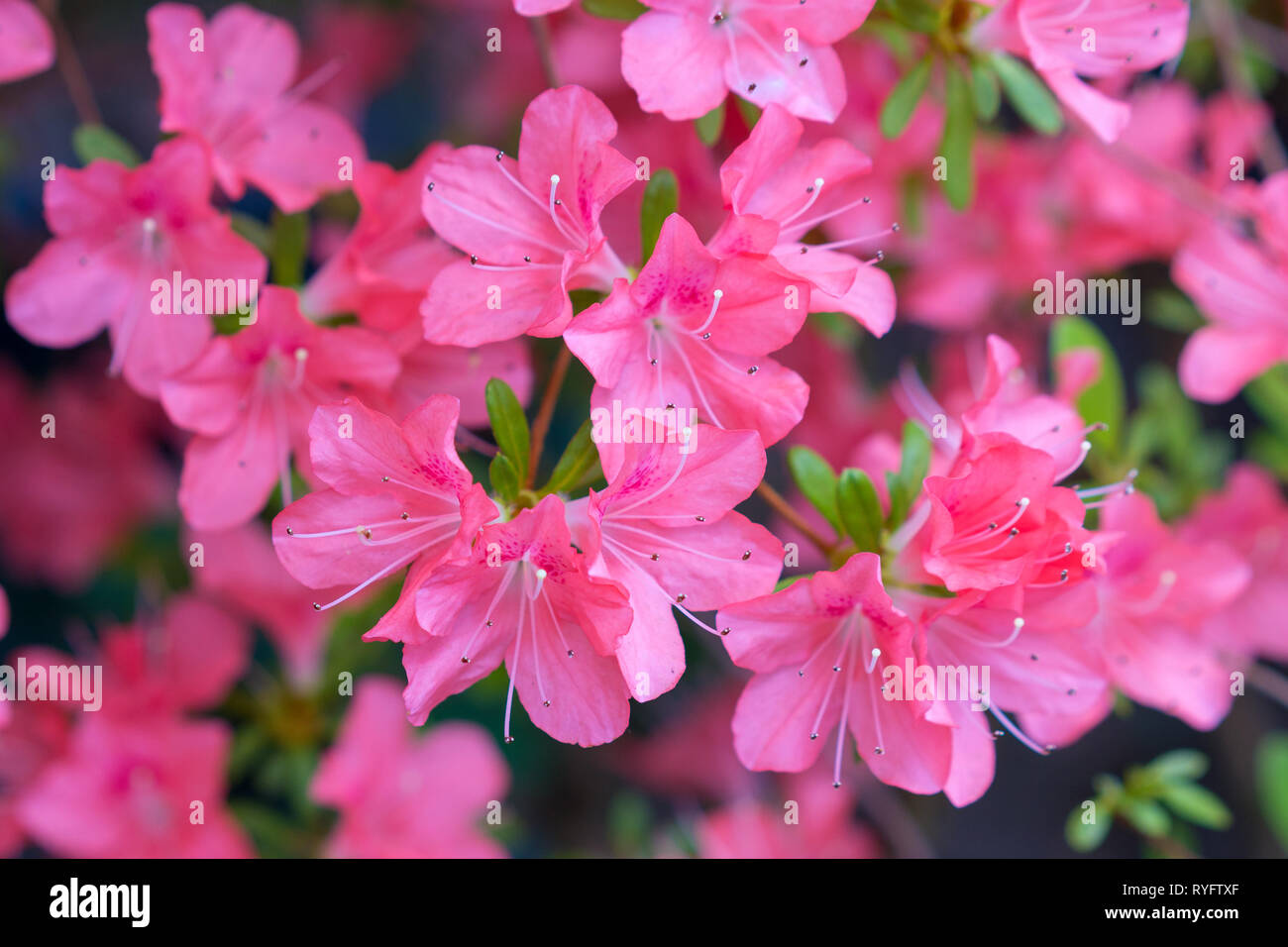 Azalea rose fleurs close up Banque D'Images