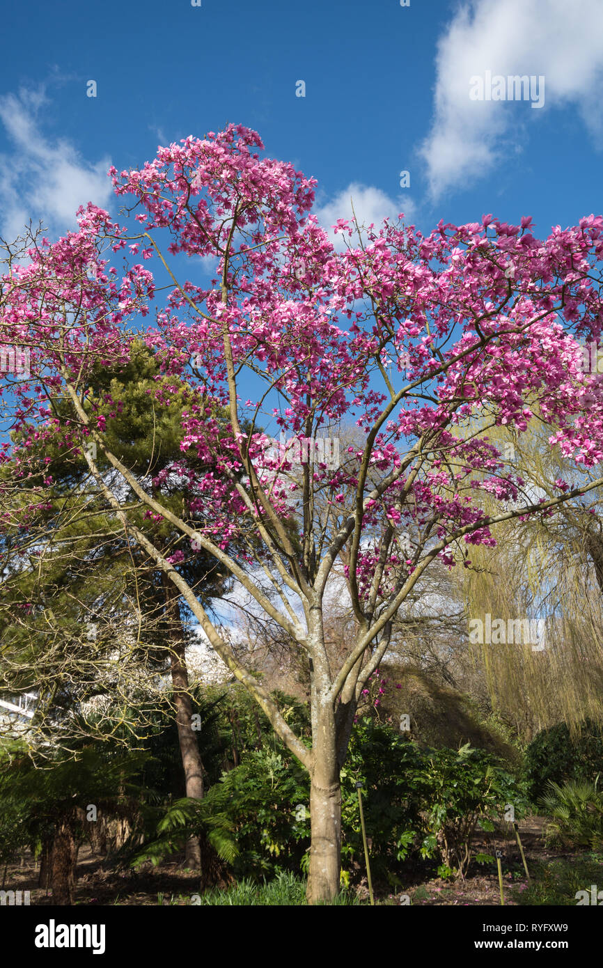 Magnolia sprengeri 'Lanhydrock' arbre avec de belles fleurs rose vif en mars floraison dans un jardin anglais Banque D'Images