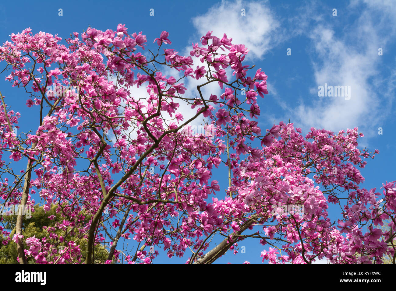 Magnolia sprengeri 'Lanhydrock' arbre avec de belles fleurs rose vif en mars floraison dans un jardin anglais Banque D'Images