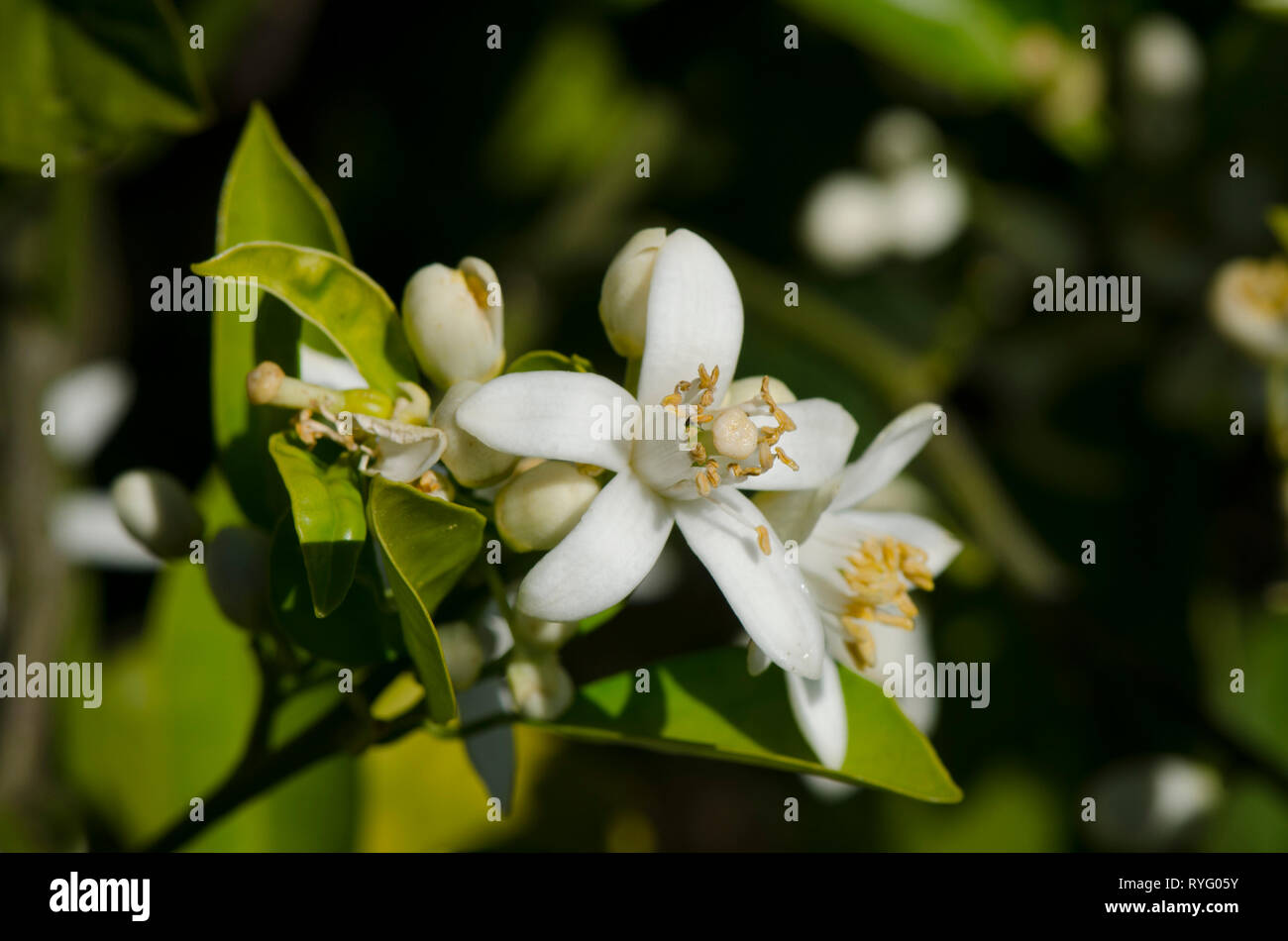 Arbre Orange Blossom, gros plan de la fleur d'oranger au printemps, en Andalousie, espagne. Banque D'Images