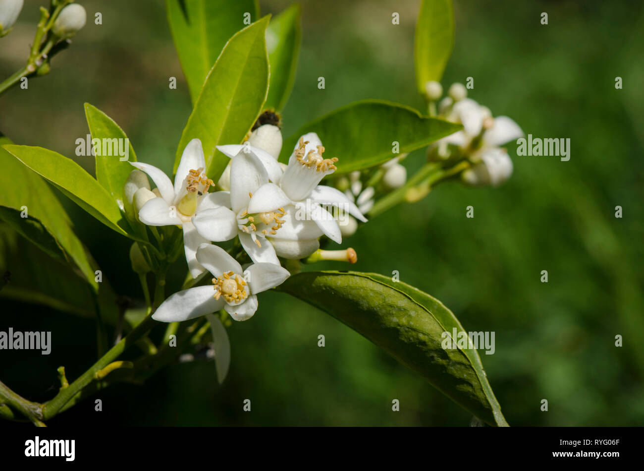 Arbre Orange Blossom, gros plan de la fleur d'oranger au printemps, en Andalousie, espagne. Banque D'Images