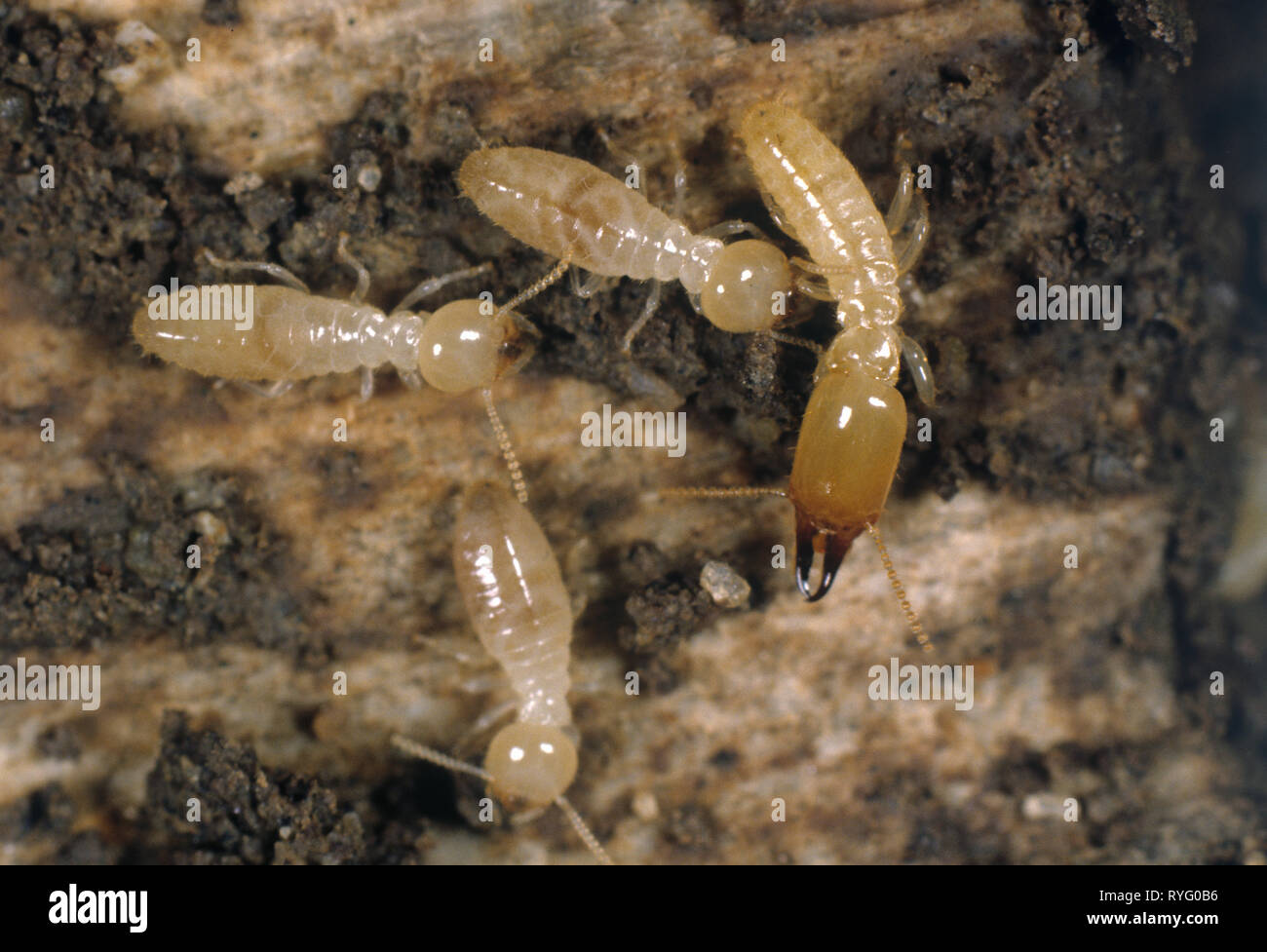 Soldat Termites Banque De Photographies Et D images Haute R solution 