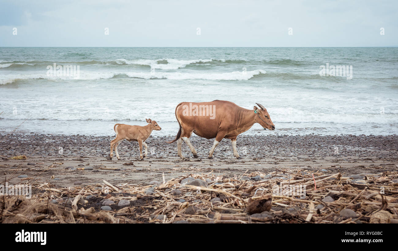 Après le taureau veau sur une plage, avec une image de la nature concept relatable. Banque D'Images