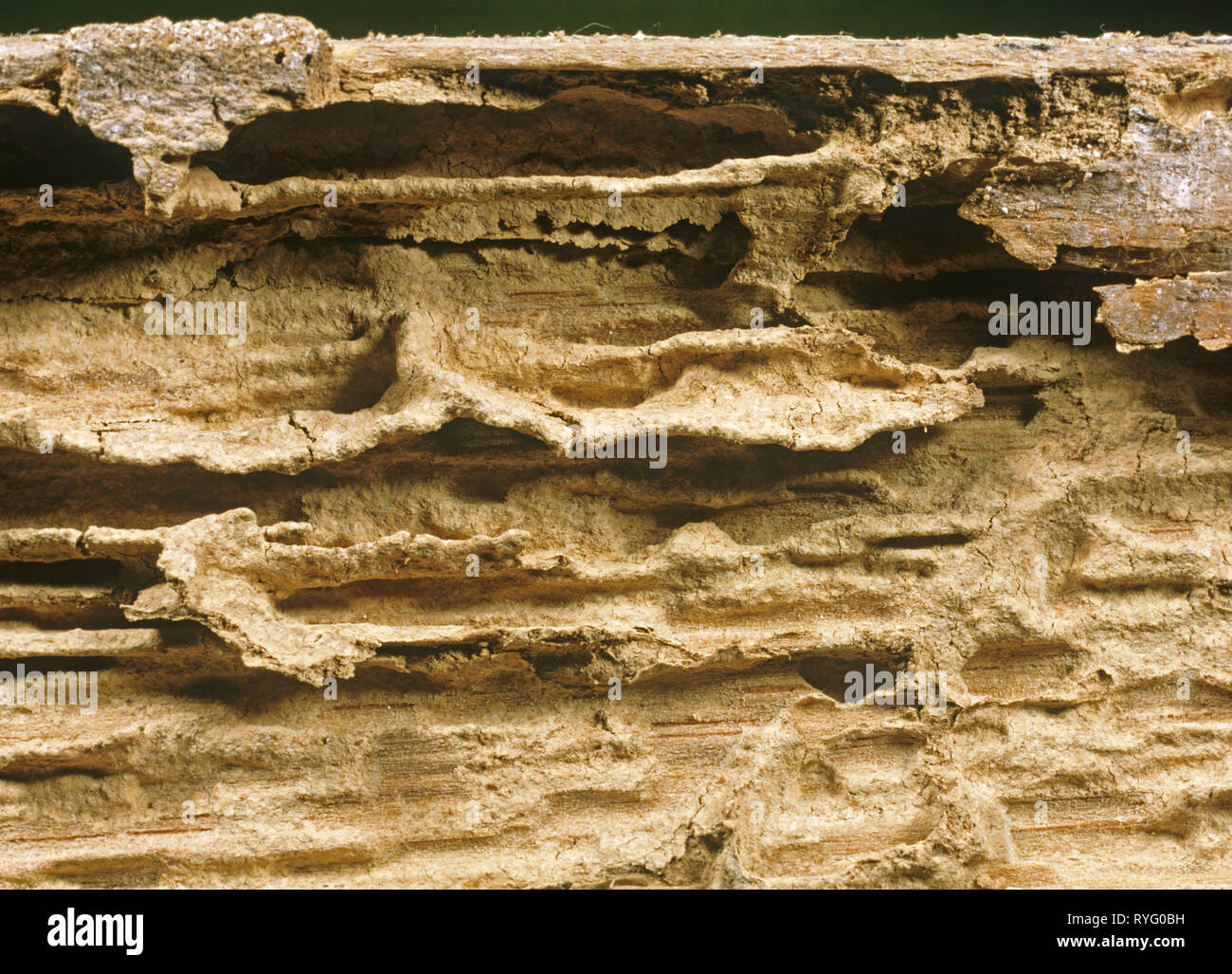 De graves dommages causés par les termites (Reticulitermes sp.) d'une plinthe en bois Banque D'Images