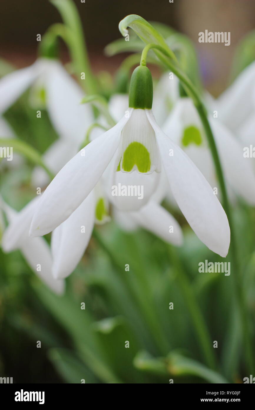 Galanthus 'Bill Bishop'. Groupe Mighty Atom snowdrop avec bold marquage vert et pétales extérieurs (segments) - février, UK garden Banque D'Images