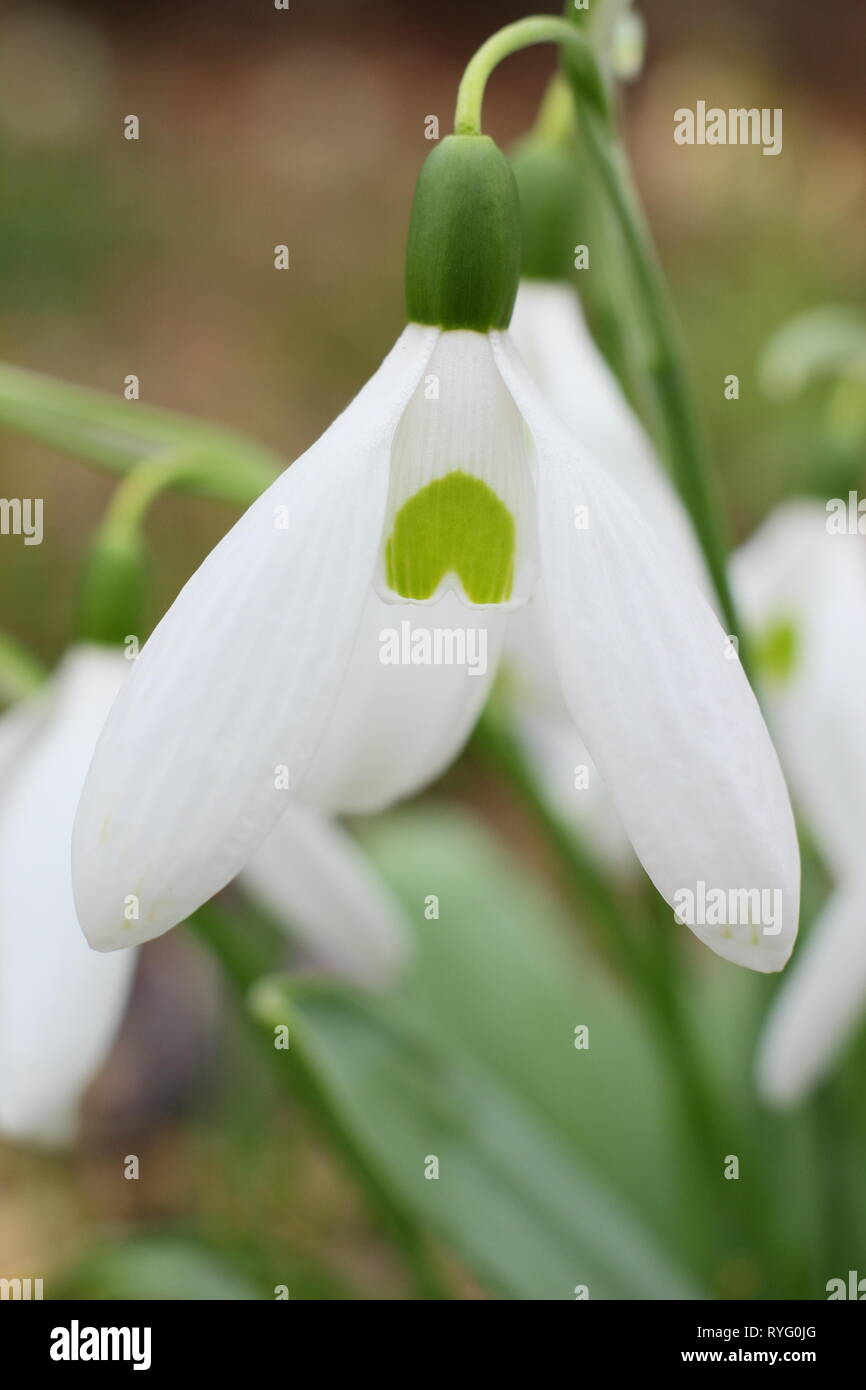 Galanthus 'Bill Bishop'. Groupe Mighty Atom snowdrop avec bold marquage vert et pétales extérieurs (segments) - février, UK garden Banque D'Images