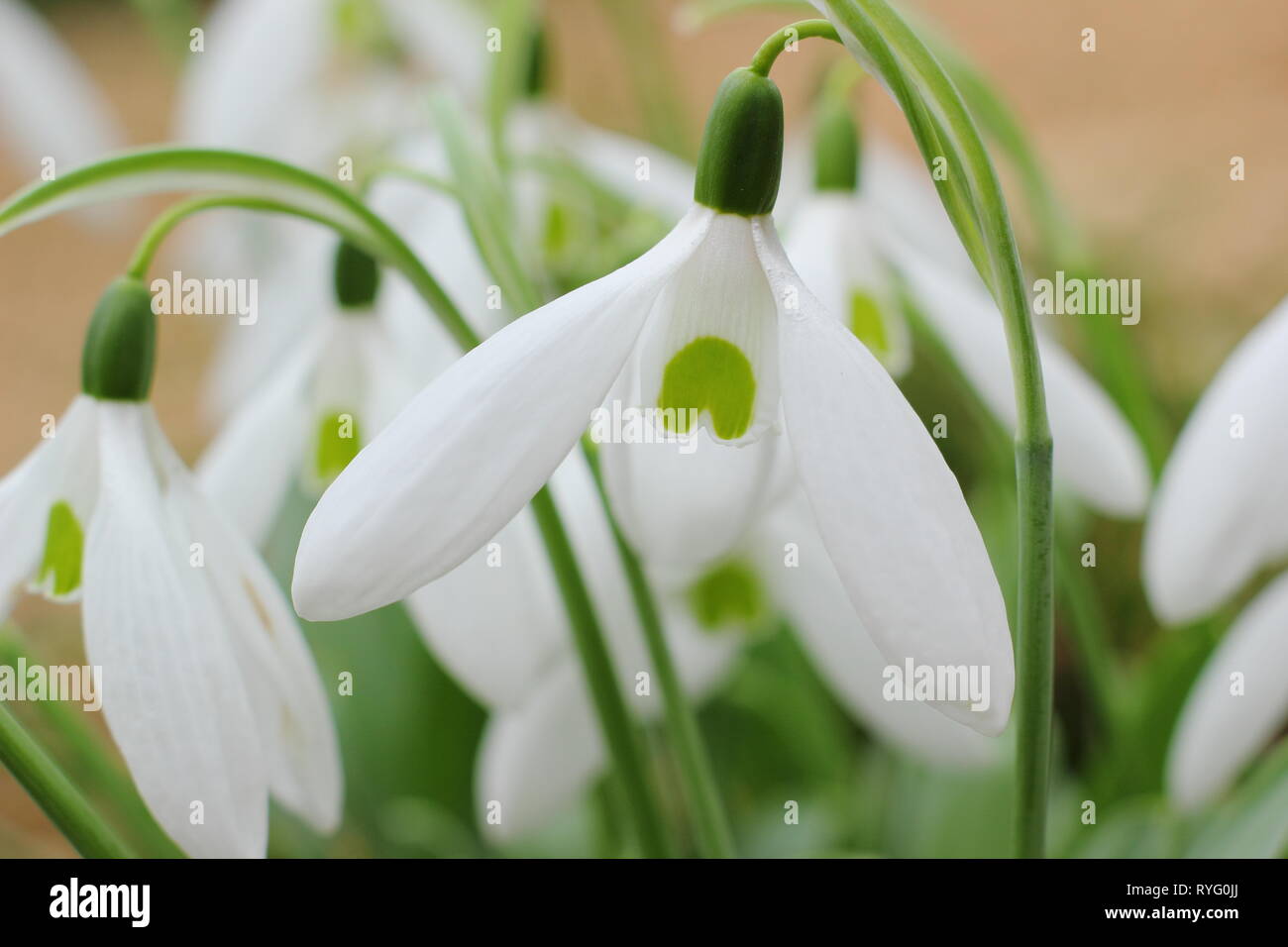 Galanthus 'Bill Bishop'. Groupe Mighty Atom snowdrop avec bold marquage vert et pétales extérieurs (segments) - février, UK garden Banque D'Images