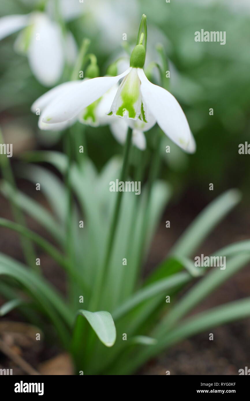 Galanthus 'Curly. Fleurs parfumées de Snowdrop 'Curly' affichant une croix verte sur les segments intérieur - Février, UK garden Banque D'Images