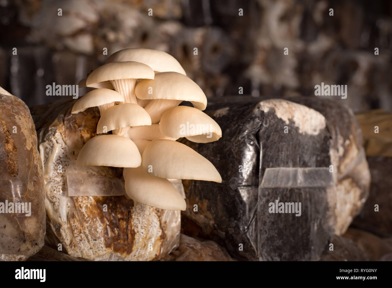 Oyster champignons à partir d'un sac en plastique près de l'image Photo  Stock - Alamy