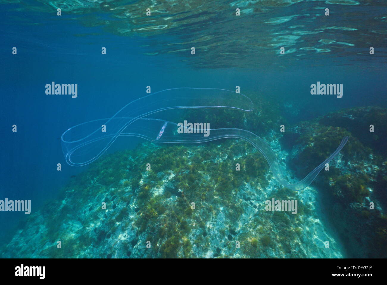 Une ceinture de Vénus Cestum veneris, cténophore transparent, des animaux  sous l'eau dans la mer Méditerranée, l'Espagne Photo Stock - Alamy