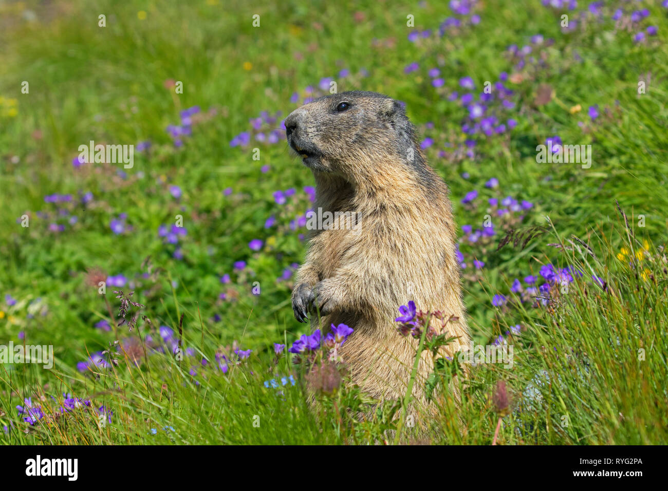 Alarmé de la marmotte alpine (Marmota marmota) debout parmi les fleurs sauvages dans les pâturages alpins, le Parc National du Hohe Tauern, Carinthie, Autriche Banque D'Images