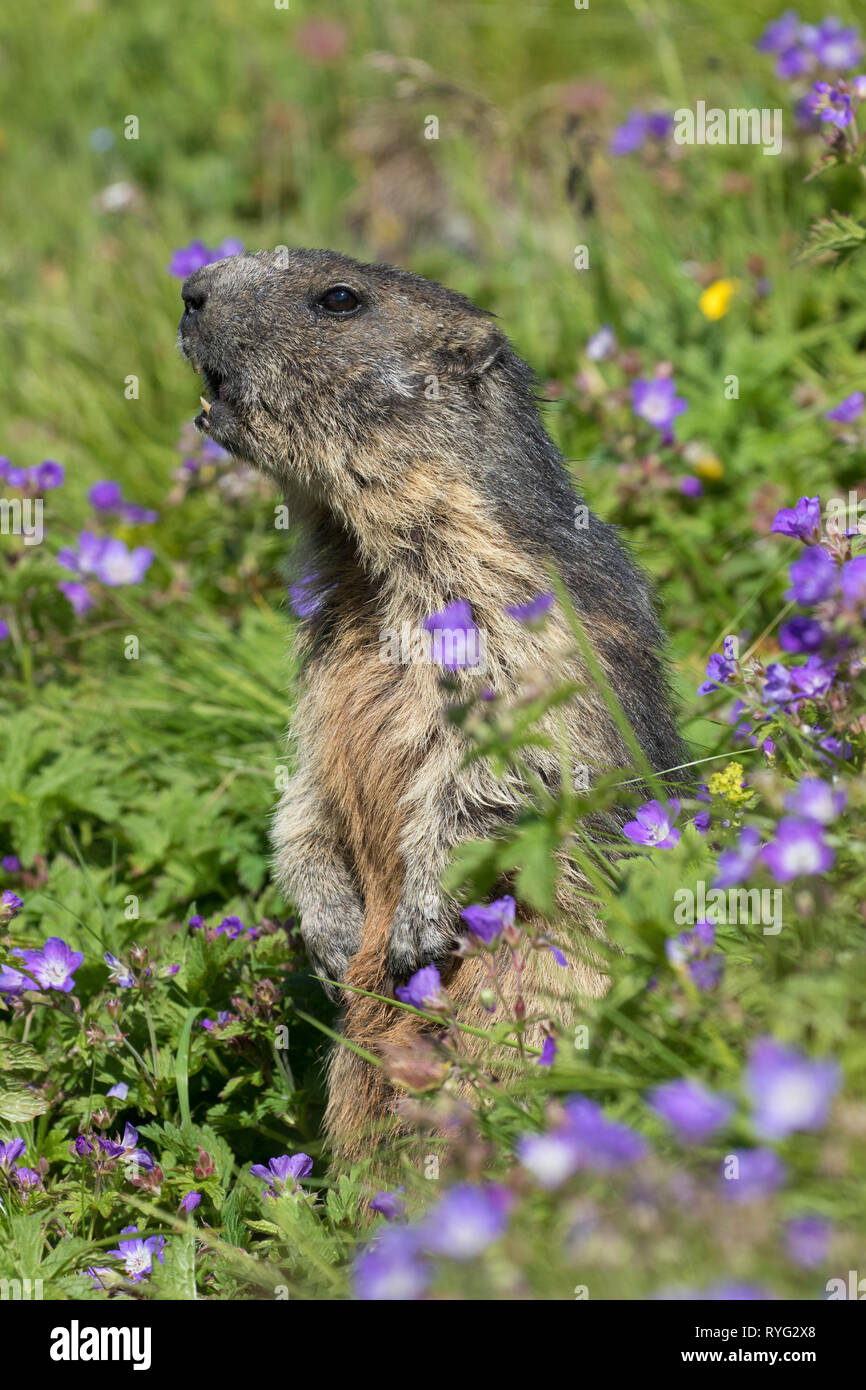 Alarmé de la marmotte alpine (Marmota marmota) debout et d'appel parmi les fleurs sauvages en alpage en été, NP Hohe Tauern, Carinthie, Autriche Banque D'Images