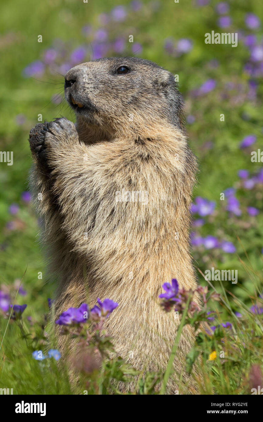 Alarmé de la marmotte alpine (Marmota marmota) debout parmi les fleurs sauvages dans les pâturages alpins, le Parc National du Hohe Tauern, Carinthie, Autriche Banque D'Images