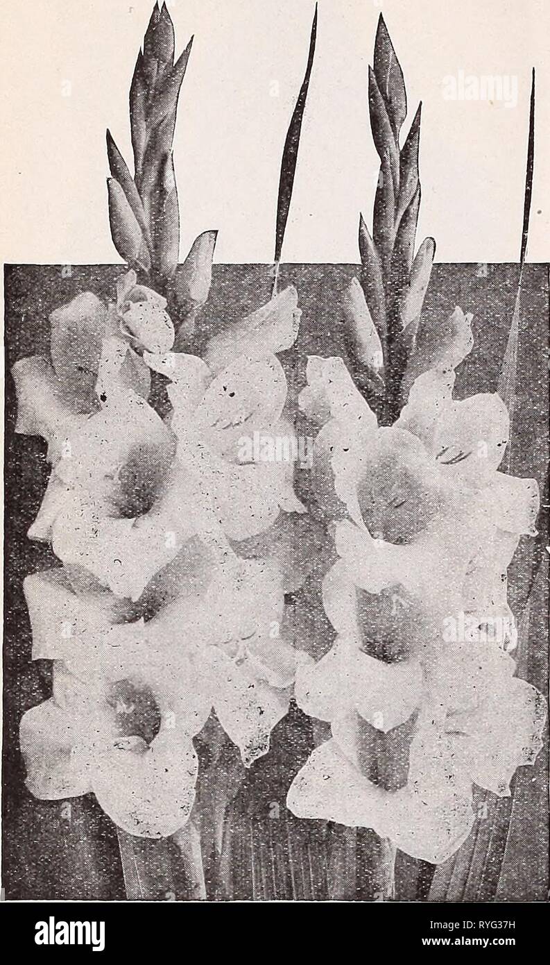 Dreer's Liste des prix de gros pour les fleuristes : semences de fleurs et légumes bulbes plantes et graines de gazon articles divers1932dreerswholesalep_henr 1 Année : 1932 30 HENRY A. DREER Bulbes et TubcrS LISTE GROS DREER SUPERBE DE GLAÏEULS Gladiolus se trouvent Slarecbal nommé Foch Nord. Rose lavande douce. Grandes fleurs, beaucoup d'ouvrir en même temps, bien placé sur de fortes pointes. 40 cts. par doz. ; 2,25 $ par 100 $ ; o à 18,0 pour 1000. A.nna Eberius. Amarante chaud rose, à l'ombrage couleur prune riche dans la gorge. S'harmonise particulièrement bien avec d'autres fleurs dans le travail de design. Grandes fleurs sur bon crampons. 45 cts. par doz. ; Banque D'Images