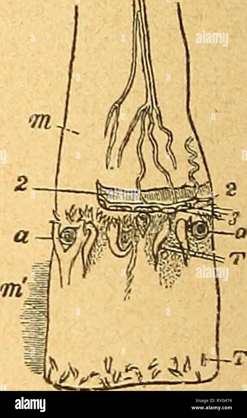 Einführung in die europäische une Meeresmolluskenfauna Hauptrepräsentanten einfhrungindieeu ihrer Hand der00bchn Année : 1913 Text-Fig. 41. Lucine (nach mar- tens). Un vorderer, Muskeleindruck Mantellinie ferienwohnungen hillbrand b, s, Schloßzähne. Text-Fig. 40. Liingsdurchschnitt (Auster. L'Ostrea edulis (nach Martenst. P, p Mantel, Mundlappen Mundölfnung M, o m mus- kulöser sehniger, m' Teil des Schließmuskels Kiemen, Br, j'Darm, j Leber, s Hztz, un après, g Eierstock. Text-Fig. 42. Augen am rand der Mantel- Kammmuschel (Pecten) (nach Martens). angelegter m Teil des Mantels, m' verkürzbarer Teil des Mant Banque D'Images