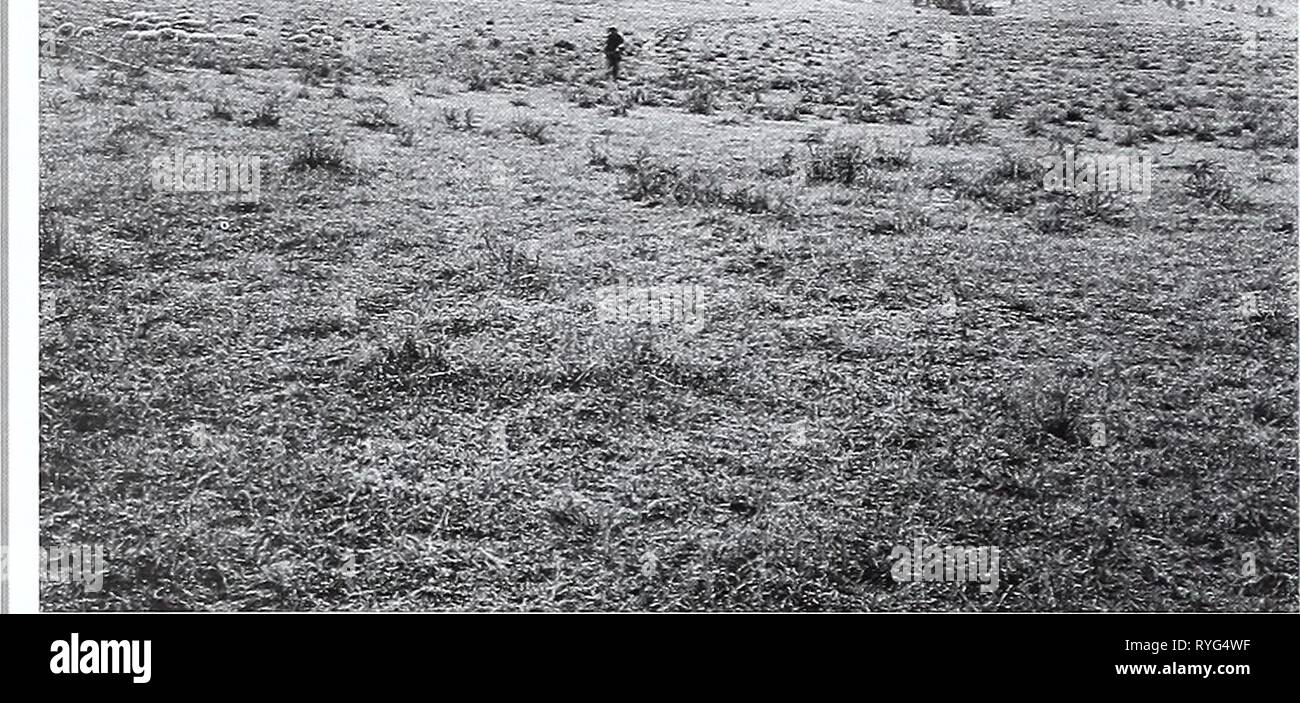 Quatre-vingts ans de la végétation et les changements de paysage dans les Grandes Plaines du nord : un dossier photographique eightyyearsofveg45klem Année : 2001 Photographie originale le 19 octobre 1909. Re- produit diapositive noir et blanc ; Shantz W-6- 1909 manquant. Face à l'ouest. ^ Premier reprendre et Description Le 12 août. 1960. W.S.P.. N° 2390. La végétation est principalement et Bouteloua gracilis Bouteloua hirsuta. Carex Jilifolia s'élève à près de la moitié de la couverture du sol dans de nombreux endroits. Stipa comata et Artemi- sia Jilifolia compte pour la plupart des autres la croissance. Quelques plantes de Liatris punctata et Psoralea tenuiflora sont Banque D'Images