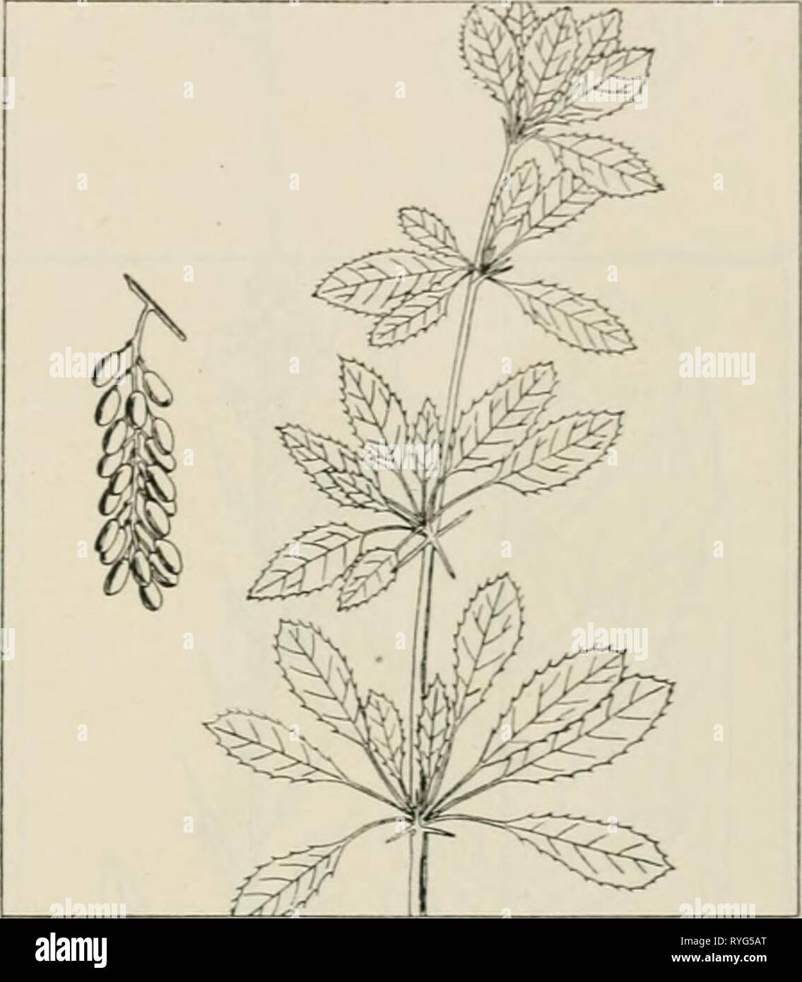 Les plantes de la drogue de l'Illinois drugplantsofilli teho44Année : 1951 Banque D'Images