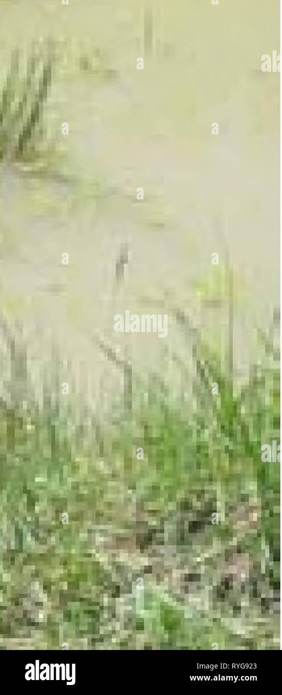 Enquêtes aquatiques et l'évaluation de la région de Slim Buttes Harding et Butte Co., SD E7B0A490-9C23-4F66-8B12-C76B17101B65 Année : 2006 Figure 44. South Fork Moreau River # 1 (AES005), à l'habitat piscine végétative à partir de pont -^ ^^^-&"^^^^^m W ll^ ''f â .* #  â-^ ^Ji -4 -^ Banque D'Images