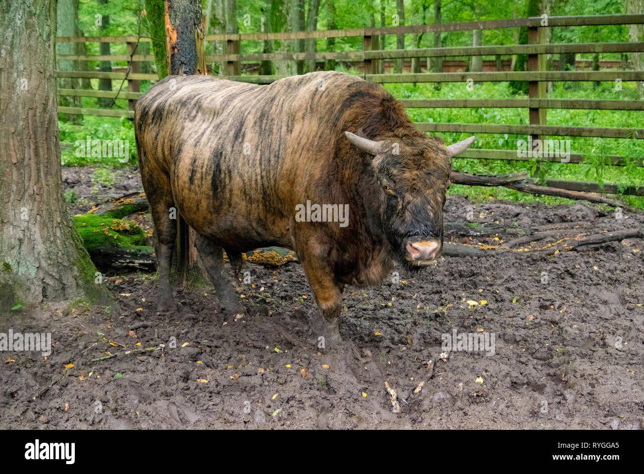Un membre de la dernière population de bisons européens trouvés dans le parc national de Bialowieza en Pologne orientale Banque D'Images