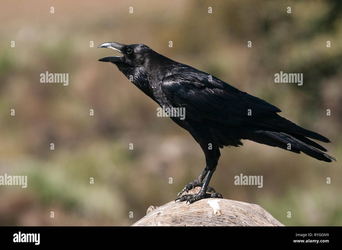 Grand corbeau - Corvus corax, portrait et comportement social Banque D'Images