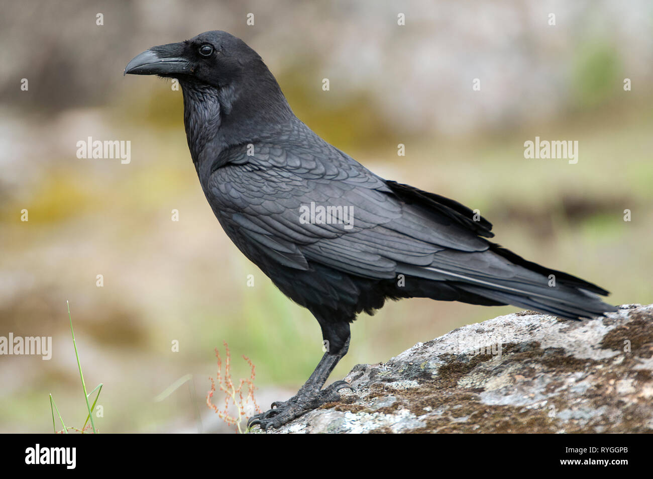 Grand corbeau - Corvus corax, Portrait de corps et de plumage Banque D'Images