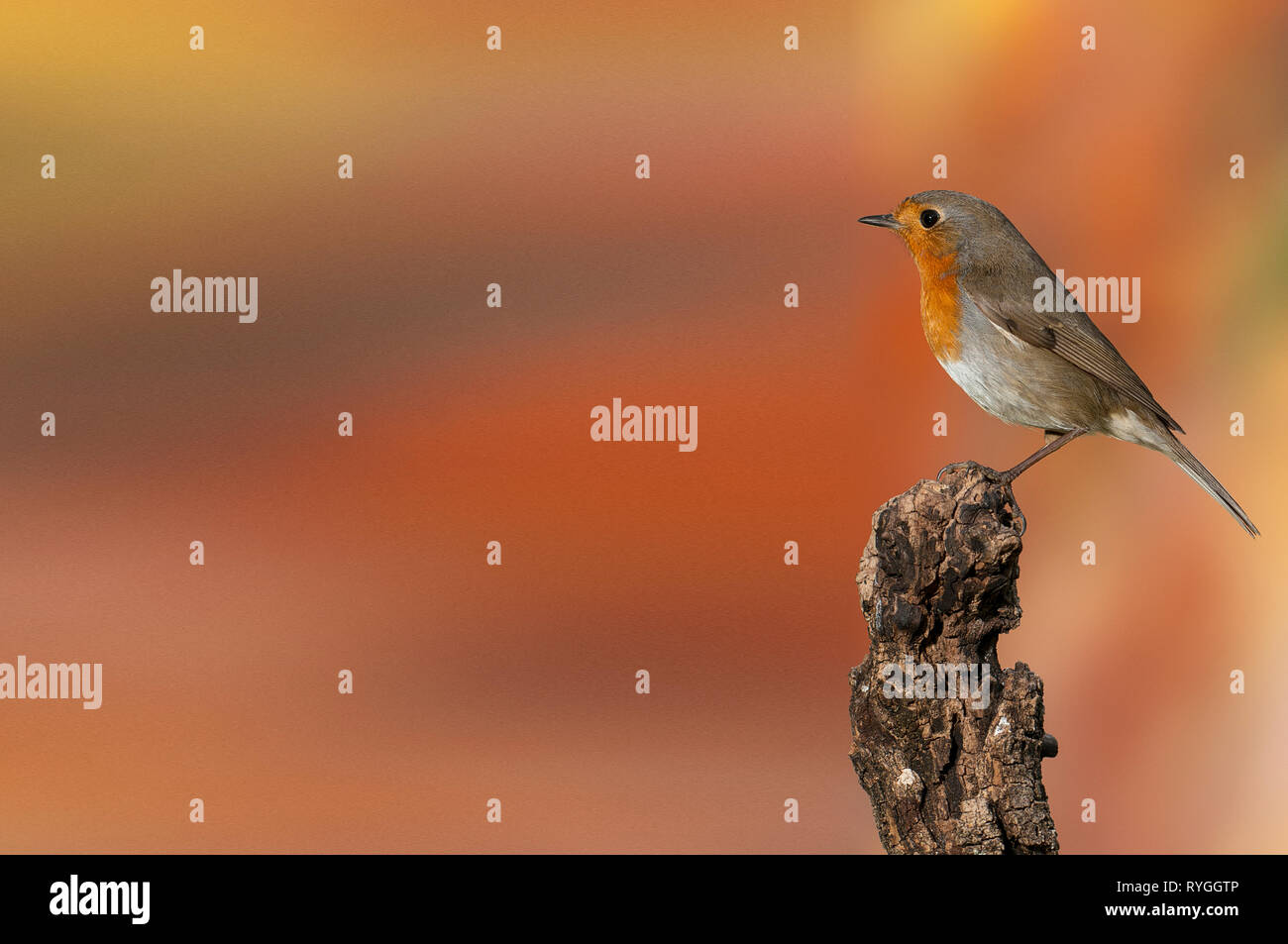 Robin - Erithacus rubecula aux abords, debout sur une branche avec fond orange Banque D'Images