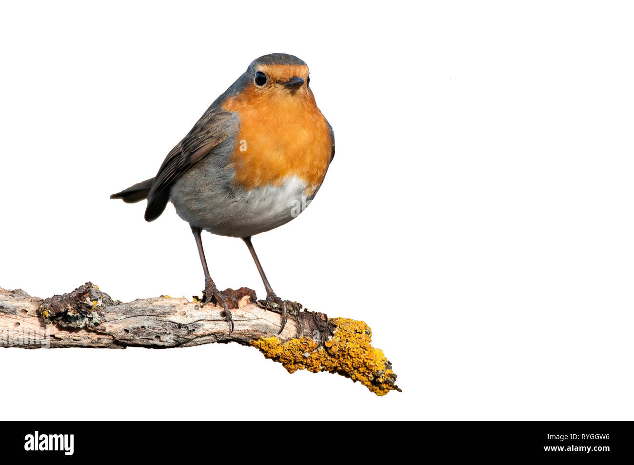 Robin - Erithacus rubecula aux abords, debout sur une branche avec un fond blanc Banque D'Images
