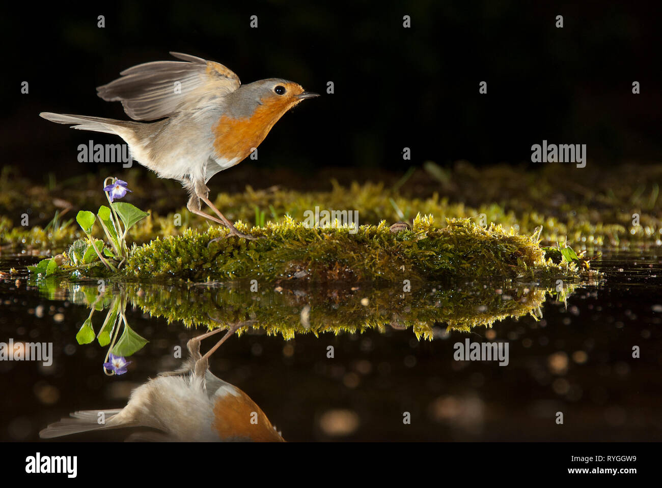 Robin - Erithacus rubecula aux abords, avec reflet dans l'eau Banque D'Images