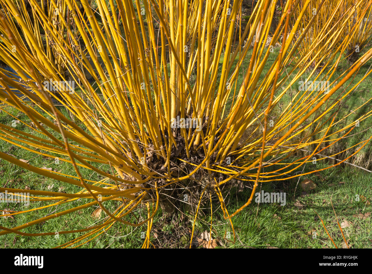 Salix alba vitellina 'britzensis var' ou scalet willow dans un jardin anglais en mars, UK Banque D'Images