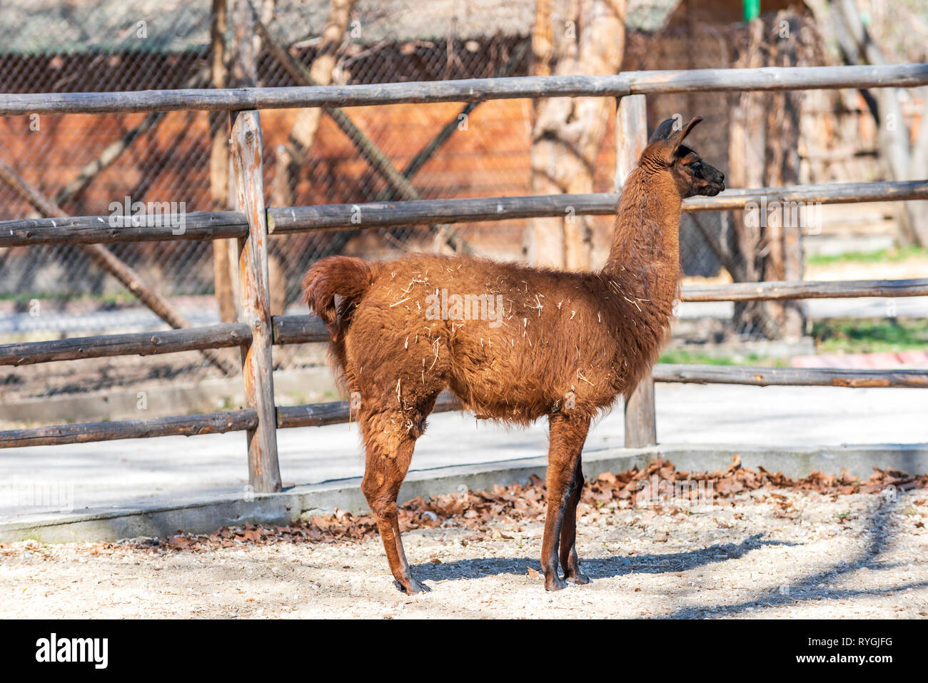 Lama glama animal Banque D'Images