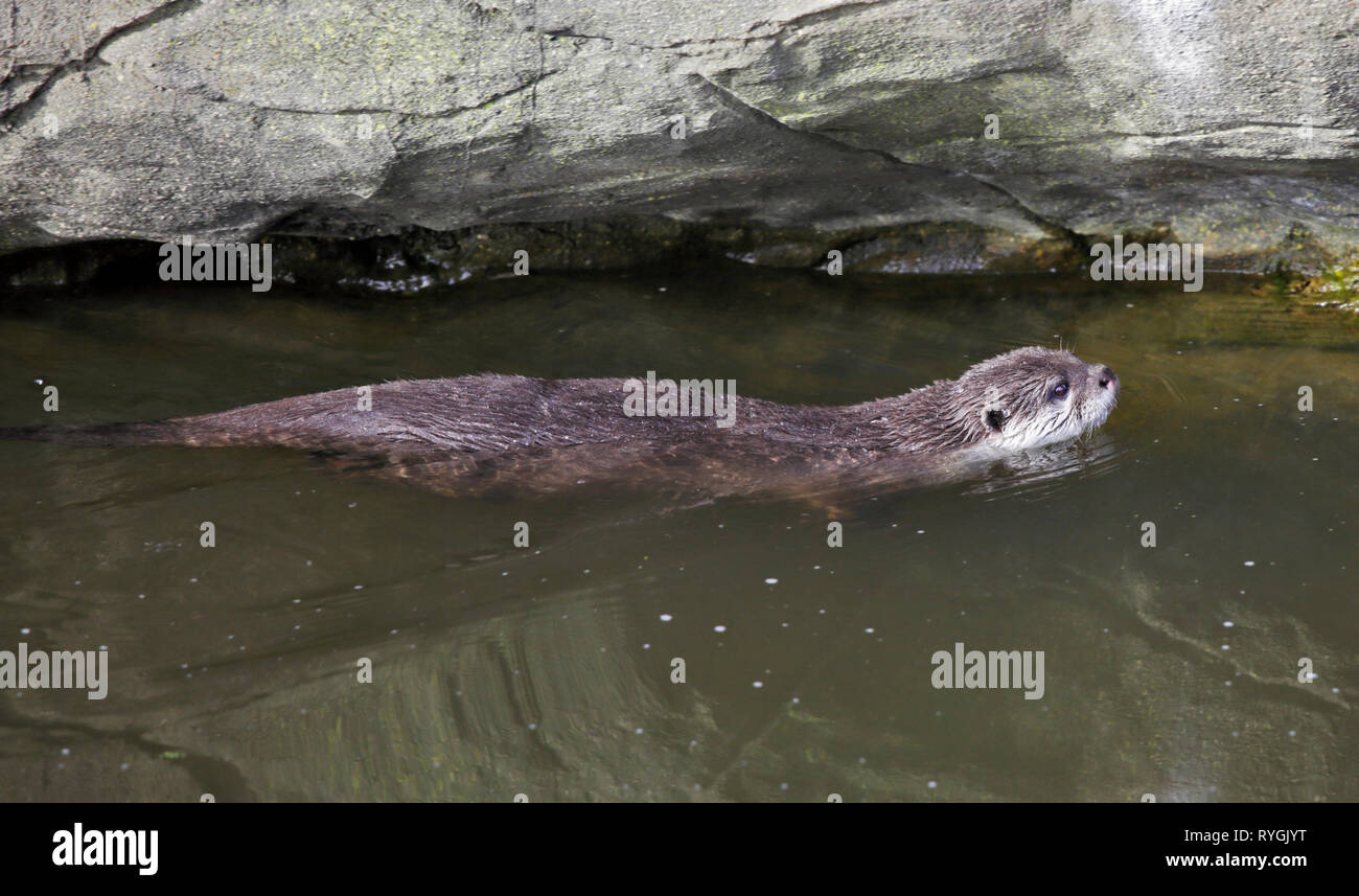 Petite asiatique griffé Otter (aonyx cinerea) Banque D'Images