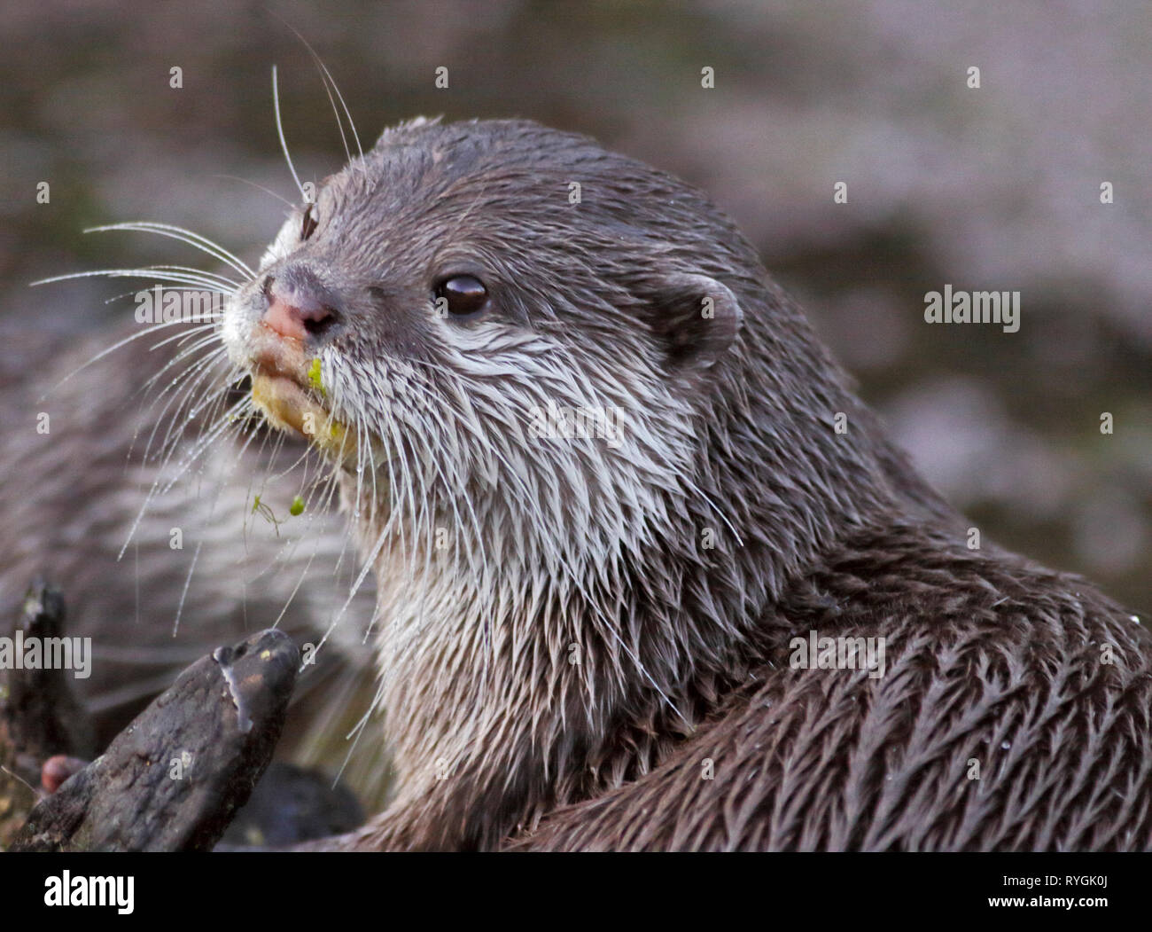 Petite asiatique griffé Otter (aonyx cinerea) Banque D'Images